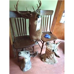 3 Shoulder Mounts: Whitetail Buck and Doe, American Pronghorn Antelope Doe