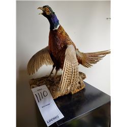 Ring Necked Pheasant Taxidermy Mount