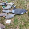 Image 2 : 13 PC Decoys, 11 Mallard Ducks and 2 Canadian Geese