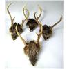 Image 3 : FOUR SETS OF DEER ANTLERS