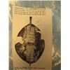Image 3 : Ishilunga " Kaffir Shield "