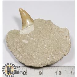 GENUINE ANCIENT FOSSIL SHARK TOOTH