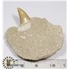 Image 1 : GENUINE ANCIENT FOSSIL SHARK TOOTH
