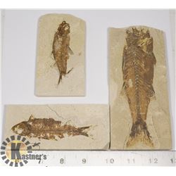LOT OF 3 ANCIENT FOSSIL FISH IN MATRIX