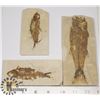 Image 1 : LOT OF 3 ANCIENT FOSSIL FISH IN MATRIX