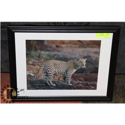 20 X 16 FRAMED CHEETAH PICTURE