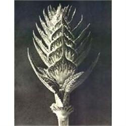 Karl Blossfeldt: Wundergarten der Natur, Plate #978436