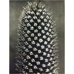 Karl Blossfeldt: Wundergarten der Natur, Plate #978437