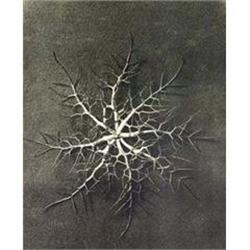 Karl Blossfeldt: Wundergarten der Natur, Plate #978438