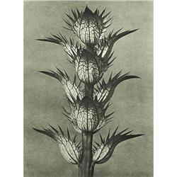 Karl Blossfeldt: Urformen Der  Kunst, Plate 92 #978439