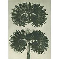 Karl Blossfeldt: Urformen Der Kunst, Plate 90 #978440