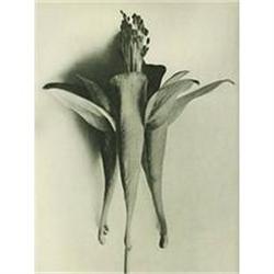 Karl Blossfeldt: Urformen Der Kunst, Plate 95 #978441