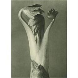 Karl Blossfeldt: Urformen Der Kunst, Plate 96 #978442