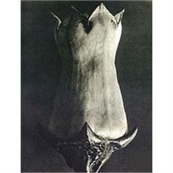 Karl Blossfeldt: Wundergarten der Natur, Plate #978443