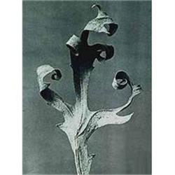 Karl Blossfeldt: Urformen Der Kunst, Plate 41 #978445