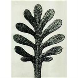 Karl Blossfeldt: Urformen Der Kunst, Plate 37 #978447