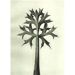 Karl Blossfeldt: Urformen Der Kunst, Plate 32 #978448
