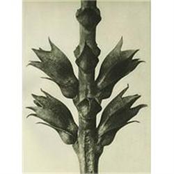 Karl Blossfeldt: Urformen Der Kunst, Plate 24 #978449