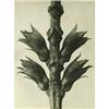 Image 1 : Karl Blossfeldt: Urformen Der Kunst, Plate 24 #978449