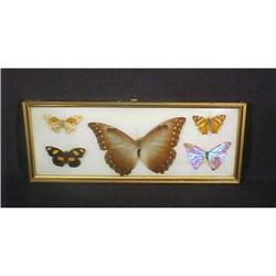Butterflies in Bubble Glass Frame #993696