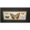 Image 1 : Butterflies in Bubble Glass Frame #993696