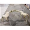 Image 2 : MOOSE ANTLERS