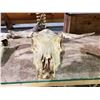 Image 2 : 2 BULL SKULLS