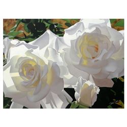 White Radiant Roses by Davis, Brian