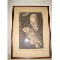 FRAMED AUDUBON SNOWY OWL PRINT