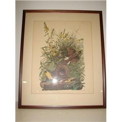 FRAMED AUDUBON MEADOW LARK PRINT