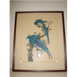 FRAMED AUDUBON COLUMBIA JAY PRINT