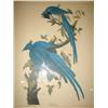 Image 2 : FRAMED AUDUBON COLUMBIA JAY PRINT