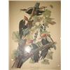 Image 2 : FRAMED AUDUBON PILEATED WOODPECKER PRIN