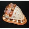 Image 1 : SWIRL GLASS CONCH SHELL