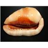 Image 3 : SWIRL GLASS CONCH SHELL