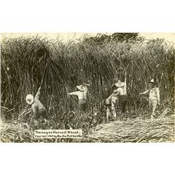 Antique Real Photo PC Harvest African American
