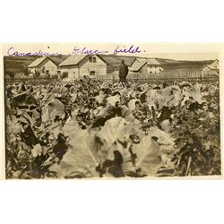 Antique Real Photo PC Tabacco Field African American