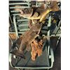 Image 1 : Bass Taxidermy Mounts
