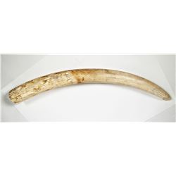 Antique Elephant Ivory Tusk 33" Long