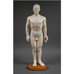 Male ACUPUNCTURE Body Model