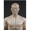 Image 2 : Male ACUPUNCTURE Body Model