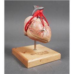 Anatomical Human HEART MODEL