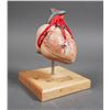 Image 1 : Anatomical Human HEART MODEL