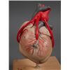 Image 2 : Anatomical Human HEART MODEL