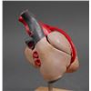 Image 4 : Anatomical Human HEART MODEL