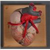 Image 6 : Anatomical Human HEART MODEL