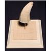 Image 1 : Jurassic Park (1993) - Dinosaur Tooth Display