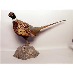 Taxidermy - Mounted Pheasant