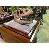 Image 1 : LIFE SIZE YANGCHUAMOSAURUS SKULL IN TRANSPORT DISPLAY CASE