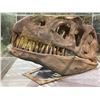 Image 2 : LIFE SIZE YANGCHUAMOSAURUS SKULL IN GLASS COVERED TRANSPORT DISPLAY CASE
